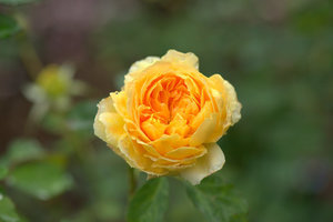 可说呢北京话什么意思 可说呢是什么意思