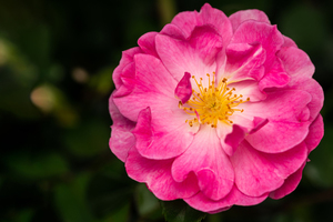 订婚为什么要住一晚 订婚为什么要住一晚