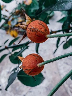 收份子的人需要穿什么 参加婚礼需要准备什么