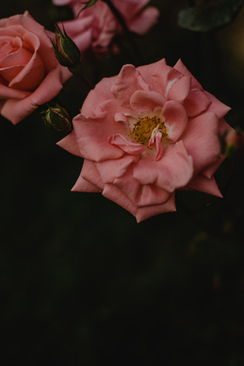 背包的背怎么写 背书包的背怎么写