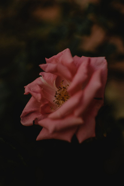 结婚那天拿什么花 结婚那天都需要什么花