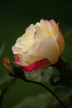 婚礼新娘对父母公婆说的话 婚礼上新娘对公婆说什么