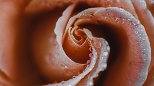 婚纱照放大照背景怎么选 婚纱照放大该如何选择