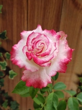 五星级酒店摆桌