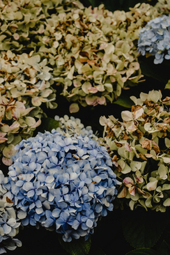 朋友结婚能穿白色衣服 参加别人的婚礼能穿白衣服吗