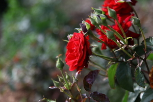 结婚率和离婚的比例 结婚率是多少，离婚率是多少，这年