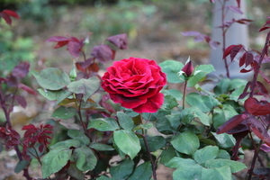 老人五十周年金婚送什么 老人50年金婚纪念该送什么礼物