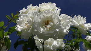 结婚喜糖盒放白色糖果 结婚的喜糖盒子里放大白兔可以吗？