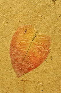 农村婚礼还是西式婚礼