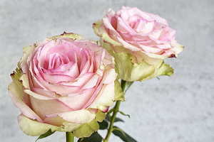 婚车忌讳什么颜色 大家都用的什么婚车，婚车颜色有讲究吗？