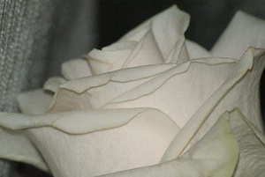 婚礼夏天新郎就穿白衬衣 夏天结婚，新郎是不是必须穿白衬衫