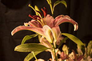 新娘出门可以新郎背吗 结婚背新娘有什么讲究