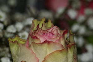 结婚穿紫罗兰西装合适吗 婚礼上的西装有什么讲究?