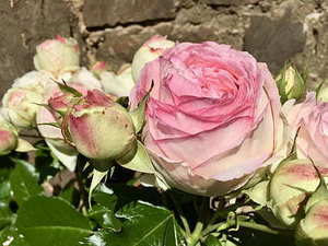 回民新娘头纱怎么固定步骤图 新娘头纱怎么戴(固定)图解