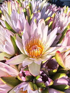 西方婚礼介绍英语短文 求关于西方婚礼习俗的英语文章!!