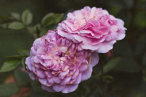 结婚女方出门穿什么衣服 新娘结婚要几套衣服 出门穿什么服装