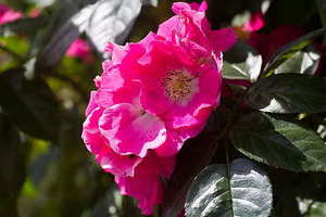 方桌座位安排图 中餐礼仪 方桌如何安排座位