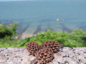 伴娘裙子里面穿什么 伴娘裙穿什么内衣