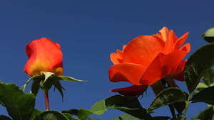 不能喝酒的人结婚敬酒怎么办