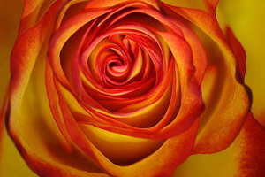 圣诞节的由来 圣诞节的由来