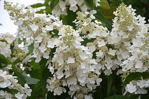 冬天婚纱怎么搭配外套