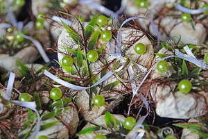 下雨天可以室外滑雪吗 下雨时能去滑雪吗