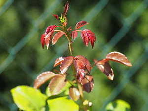 结婚爸妈穿的衣服 总结婚礼上父母穿什么衣服好