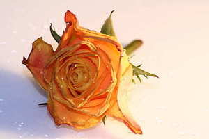 电子结婚请柬封面怎么写 结婚请柬封面怎么写