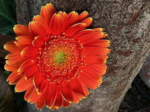 结婚用的花怎么装饰 婚礼用花主要有哪些 婚礼用花装饰讲究