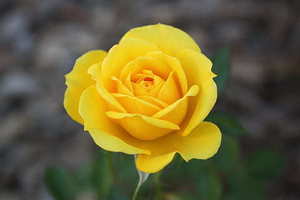 适合结婚的歌曲英文 适合结婚时放的歌曲 英文的?