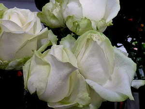 本命年当伴郎的后果 本命年可以做伴郎吗 `?