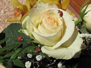 异地可以扯结婚证吗 外地可以办理结婚证吗