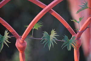 婚车一般去哪里弄 结婚婚车怎么找