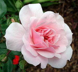 前四后八泥头车多少钱 前四后八拉土方价格