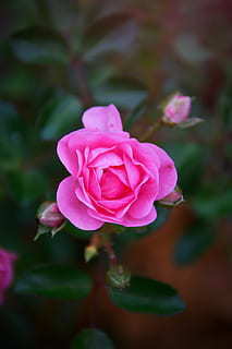 结婚喜糖搭配 新人如何分配喜糖 婚礼喜糖如何搭配