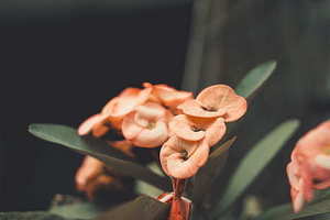 接亲伴郎需要表演吗 伴郎需要准备什么节目