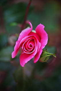 订婚戒指戴多久 订婚戒指要一直带吗