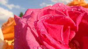 婚礼男方致辞 婚礼男方致辞简短