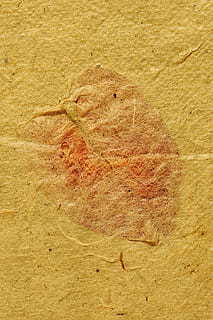 属龙的新浪伴郎属相 新娘新郎都属龙,用什么属相的伴郎伴娘?