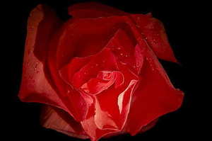 婚庆用的纸花是什么纸 婚庆布置上用的大型仿真花是用什么纸做的?