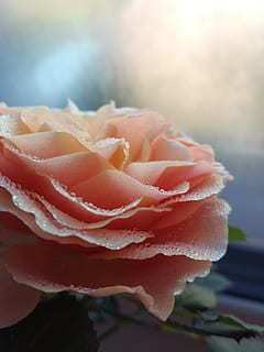 同学结婚要不要买个礼物 同学结婚要不要送礼物送什么好？