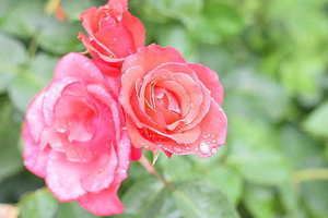 喝喜酒可以穿红色衣服吗 喝喜酒可以穿大红色衣服吗