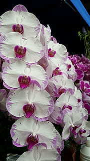 结婚照穿什么衣服拍