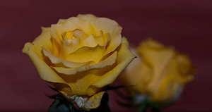 订婚邀请函文字 定亲宴邀请函怎么写？