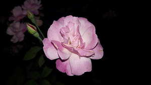 週partyw 怎么给宝宝办个周岁生日party