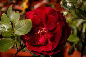 结婚为什么用金色和红色 为什么结婚时要用大红色呢?