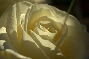 会玩司仪流程 我想做婚礼司仪，有谁可以告诉我要怎么入行