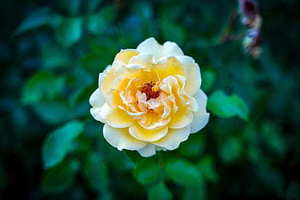 结婚一定要婚检吗 登记结婚一定要婚检吗