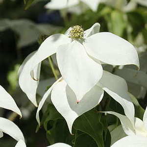 2020新款钻戒女款图 女士戒指尺寸对照表