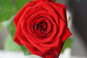 给公司领导敬酒的话 给领导敬酒词简短